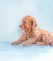 Bella, a female Poodle - Toy  for sale in Gulfport, MS – 3 of 3