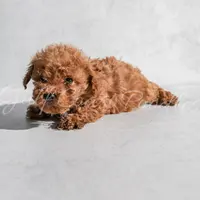 Little red, a male Poodle - Toy  for sale in Gulfport, MS – 1 of 1