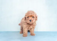 Sacrlet, a female Poodle - Toy  for sale in Gulfport, MS – 2 of 3