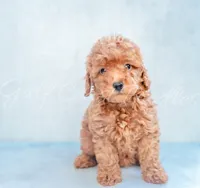 Zoey, a female Poodle - Toy  for sale in Gulfport, MS – 2 of 2
