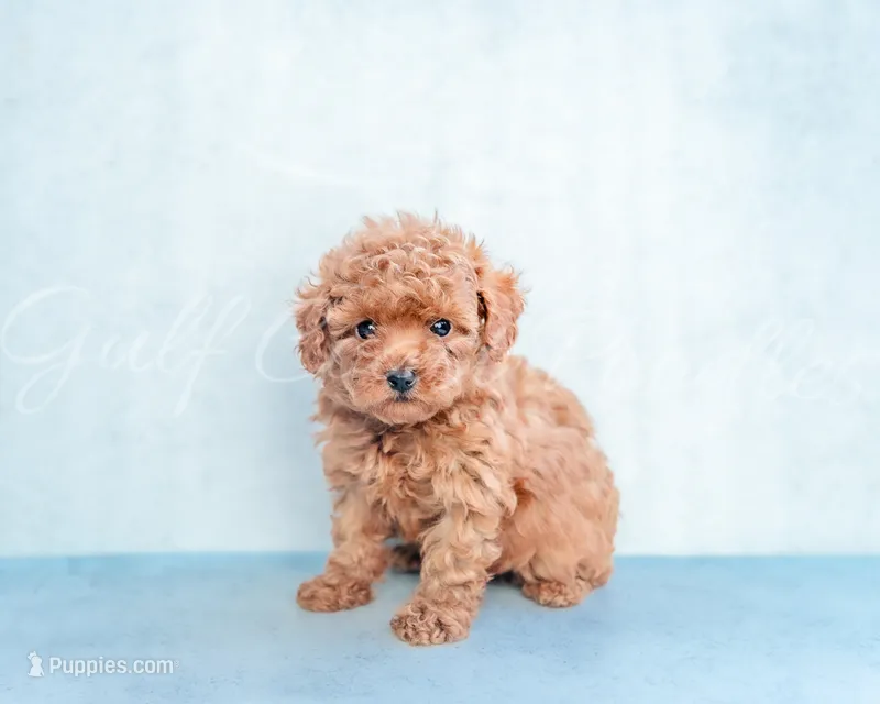 Sacrlet – Poodle - Toy  puppy for sale in Gulfport, MS