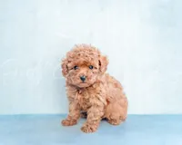 Sacrlet, a female Poodle - Toy  for sale in Gulfport, MS – 1 of 3