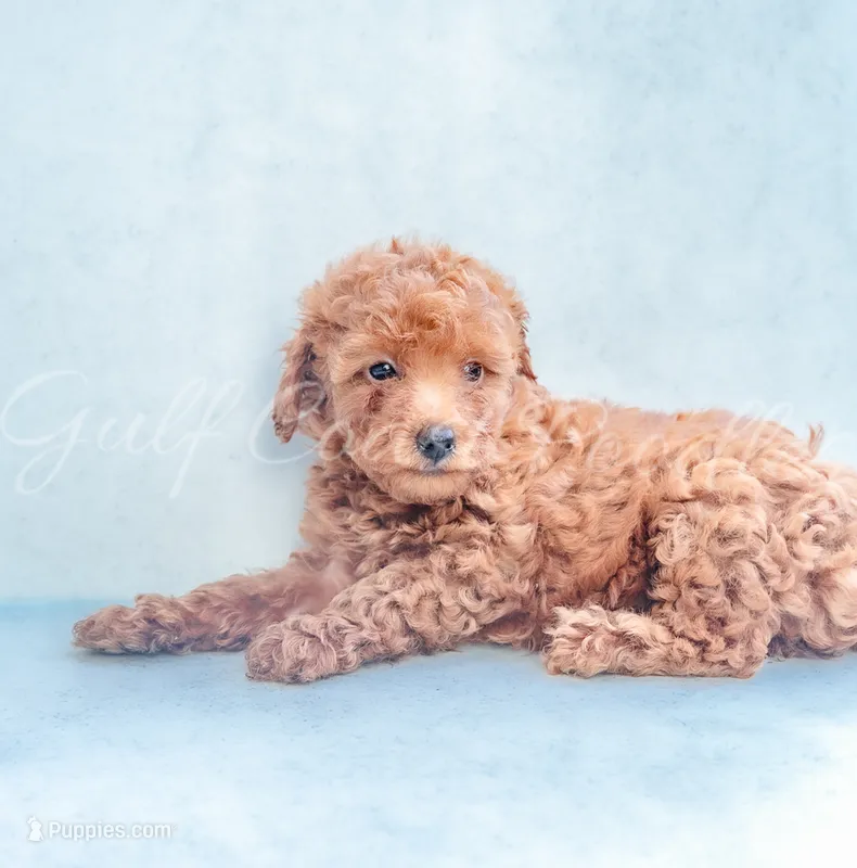 Bella – Poodle - Toy  puppy for sale in Gulfport, MS
