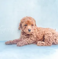 Bella, a female Poodle - Toy  for sale in Gulfport, MS – 1 of 3