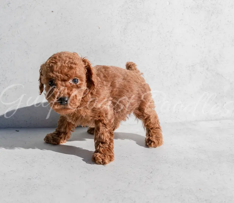 Bella – Poodle - Toy  puppy on hold in Gulfport, MS