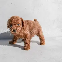 Bella, a female Poodle - Toy  for sale in Gulfport, MS – 1 of 1