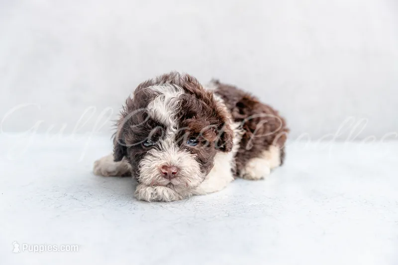 Luther  – Poodle - Toy  puppy for sale in Gulfport, MS