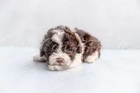 Luther , a male Poodle - Toy  for sale in Gulfport, MS – 1 of 1