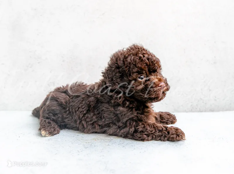 Willy – Poodle - Toy  puppy for sale in Gulfport, MS