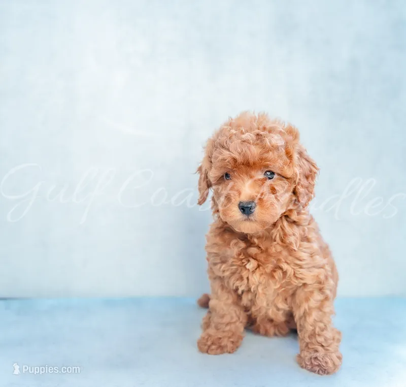 Zoey – Poodle - Toy  puppy for sale in Gulfport, MS