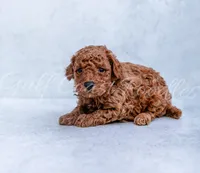 processed/961a9fc5-50fc-4c5a-abc6-cd3e9c870894/listing/bce7d5f7-cf6c-47d8-93fc-1fb4664cd776/b8e5cfbd-7e74-4d65-8091-17547b26361f