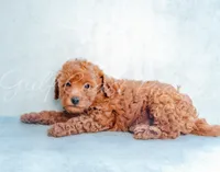Bella, a female Poodle - Toy  for sale in Gulfport, MS – 2 of 3