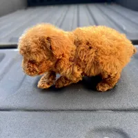 Rosie, a female Poodle - Toy  for sale in Gulfport, MS – Photo 2 of 2