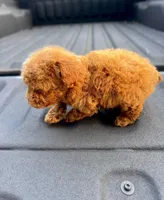 Rosie, a female Poodle - Toy  for sale in Gulfport, MS – Photo 2 of 2