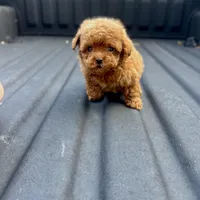 Rosie, a female Poodle - Toy  for sale in Gulfport, MS – Photo 1 of 2