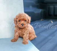 Sacrlet, a female Poodle - Toy  for sale in Gulfport, MS – 3 of 3