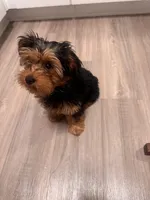 Valentino, a male Yorkshire Terrier for sale in Mission Viejo, CA – Photo 2 of 4