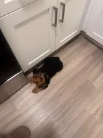 Valentino, a male Yorkshire Terrier for sale in Mission Viejo, CA – Photo 3 of 4