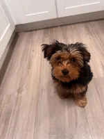 Valentino, a male Yorkshire Terrier for sale in Mission Viejo, CA – Photo 1 of 4