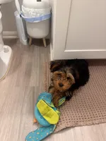 Valentino, a male Yorkshire Terrier for sale in Mission Viejo, CA – Photo 4 of 4