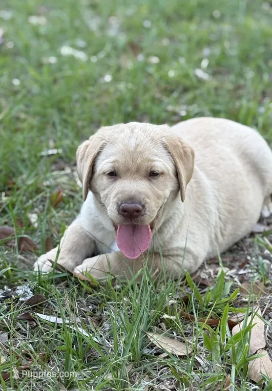 Henry – Labrador Retriever puppy for sale in Lake Butler, FL
