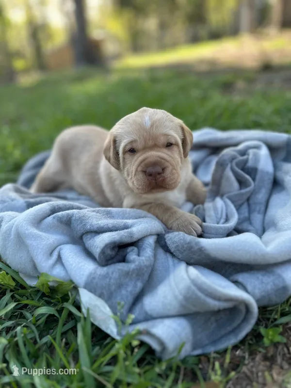 Henry – Labrador Retriever puppy for sale in Lake Butler, FL