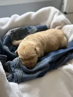 Henry, a male Labrador Retriever for sale in Lake Butler, FL – Photo 3 of 5