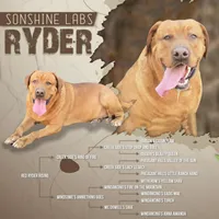 Henry, a male Labrador Retriever for sale in Lake Butler, FL – Photo 4 of 5