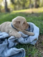 Henry, a male Labrador Retriever for sale in Lake Butler, FL – Photo 2 of 5