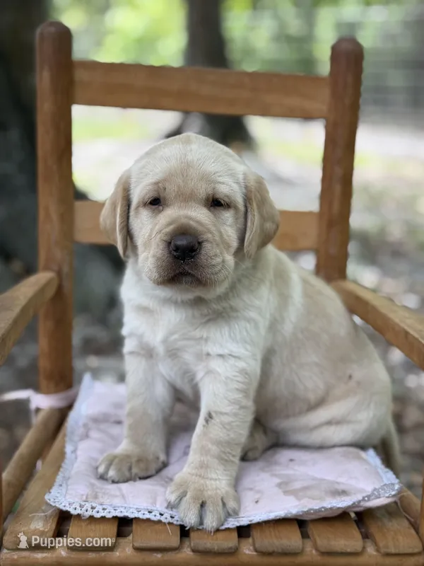 Bella – Labrador Retriever puppy for sale in Lake Butler, FL