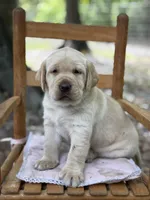 Bella, a female Labrador Retriever for sale in Lake Butler, FL – Photo 1 of 5
