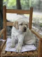 Bella, a female Labrador Retriever for sale in Lake Butler, FL – Photo 2 of 5