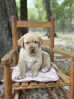 Charlotte, a female Labrador Retriever for sale in Lake Butler, FL – Photo 3 of 5