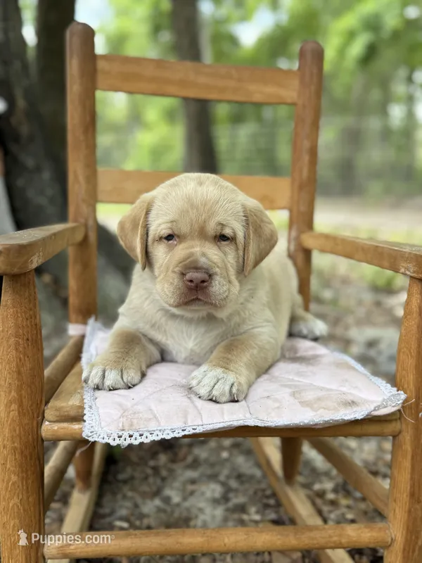 Charlotte – Labrador Retriever puppy for sale in Lake Butler, FL