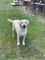 Charlotte, a female Labrador Retriever for sale in Lake Butler, FL – Photo 4 of 5