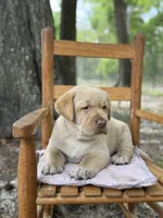 Charlotte, a female Labrador Retriever for sale in Lake Butler, FL – Photo 2 of 5