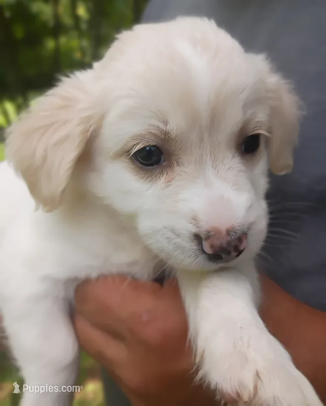 Owen – Labrador Retriever, English Cream Golden Retriever puppy for sale in Gray, TN