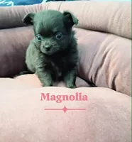 Magnolia 3.5lbs, a female Chihuahua for sale in Gray, TN – 6 of 8