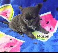 Mason , a male Chihuahua for sale in Gray, TN – 7 of 8