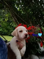 Odie , a male Labrador Retriever and English Cream Golden Retriever for sale in Gray, TN – 4 of 7
