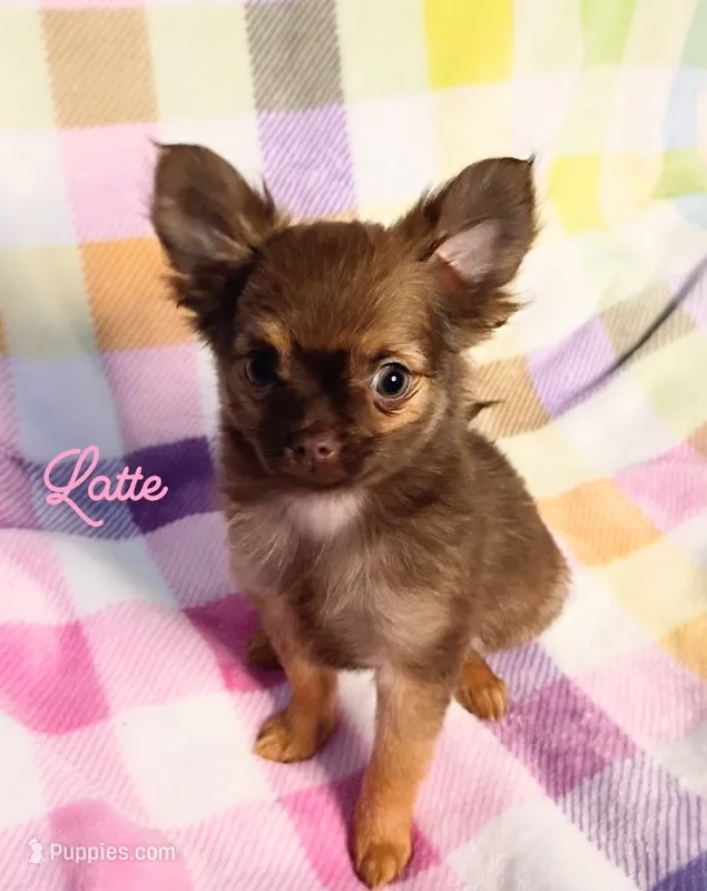 Latte 3.5lb AKC  – Chihuahua puppy for sale in Gray, TN