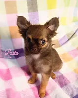 Latte 3.5lb AKC , a female Chihuahua for sale in Gray, TN – 1 of 9