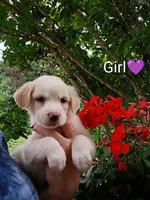 Calliope , a female Bernese Mountain Dog and Labrador Retriever for sale in Gray, TN – 2 of 8