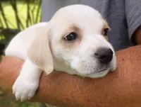 Lily , a female Labrador Retriever and English Cream Golden Retriever for sale in Gray, TN – 4 of 10
