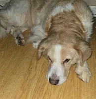 Oliver , a male Labrador Retriever and English Cream Golden Retriever for sale in Gray, TN – 7 of 8