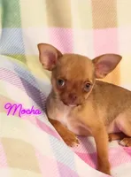 Mocha AKC, a female Chihuahua for sale in Gray, TN – 2 of 9
