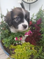 Oakley , a male Bernese Mountain Dog and Labrador Retriever for sale in Gray, TN – 2 of 10