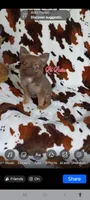 Lil Latte AKC, a female Chihuahua for sale in Gray, TN – 6 of 10