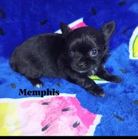 Memphis , a male Chihuahua for sale in Gray, TN – 7 of 7