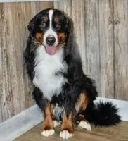 Owen, a male Bernese Mountain Dog and Labrador Retriever for sale in Gray, TN – 7 of 8